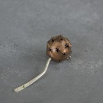 Sweet Gum Pin